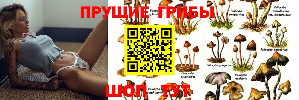 купить  цена  Псилоцибиновые грибы GOLDEN TEACHER  Вход с VPN  Улан-Удэ 